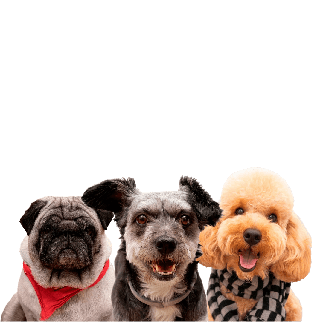 Pet