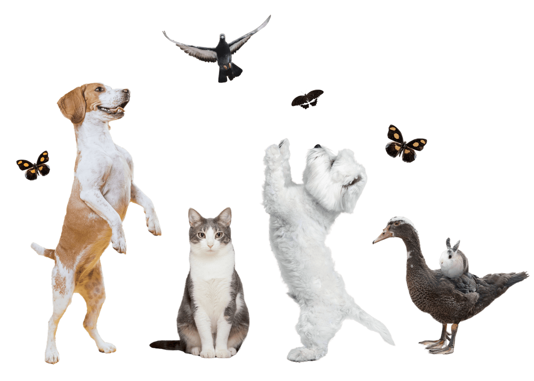 Pet